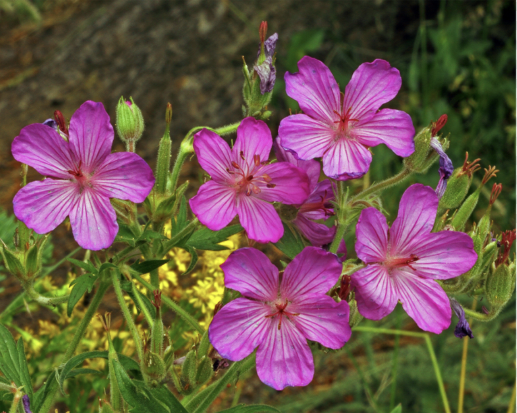 geranium